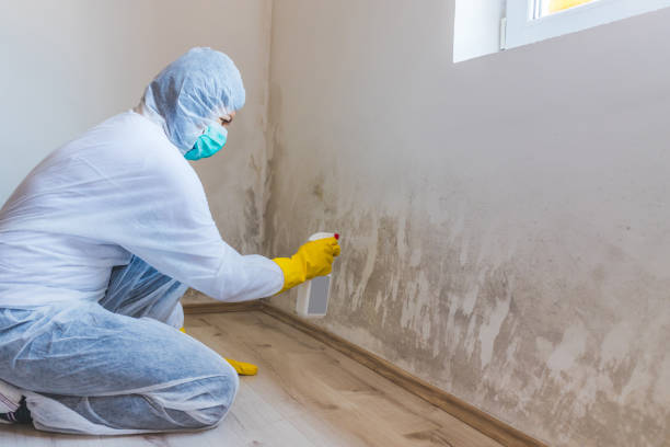 Licensed Black Mold Remediation service in Holly Springs, NC - Mold Remediation HQ