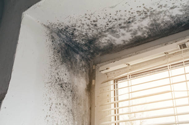 Affordable Black Mold Remediation solutions in Holly Springs, NC