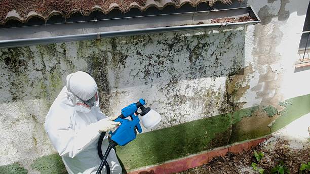 Top rated local Black Mold Remediation specialists in Holly Springs, NC